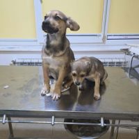 Mario sorti de fourrière tout bébé #5