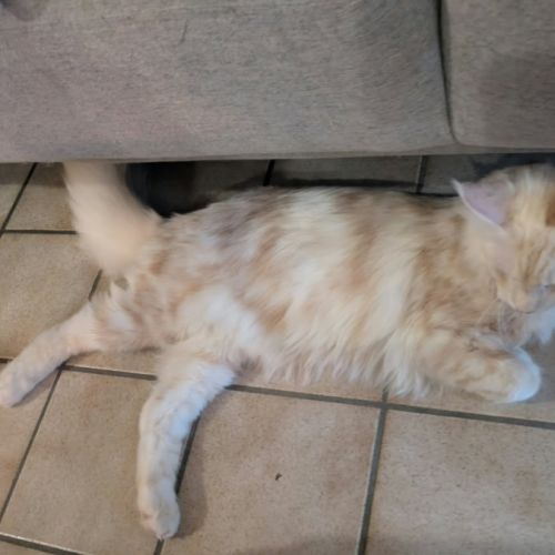 Chaton maine coon #2