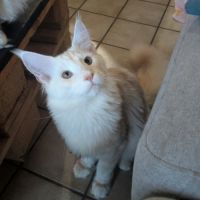 Chaton maine coon #1