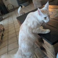 Chaton maine coon #3