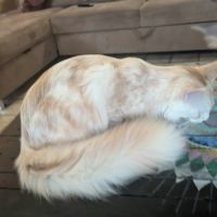 Chaton maine coon