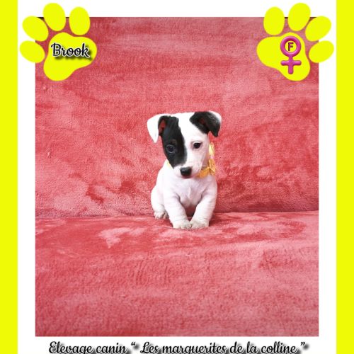 Chiots jack russell terrier à réserver. #5