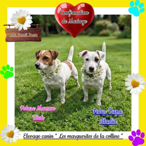 Chiots jack russell terrier à réserver. #6