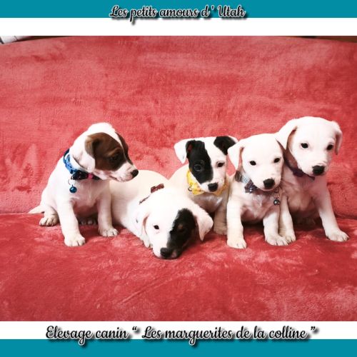 Chiots jack russell terrier à réserver. #0