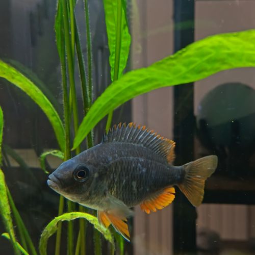 Vends cichlidés du malawi avec matériel aquarium #2