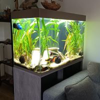 Vends cichlidés du malawi avec matériel aquarium #1