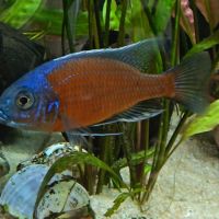 Vends cichlidés du malawi avec matériel aquarium
