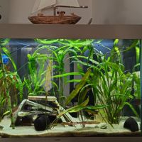 Vends cichlidés du malawi avec matériel aquarium #5
