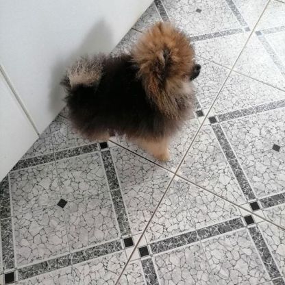 Spitz nain pomeranien #1