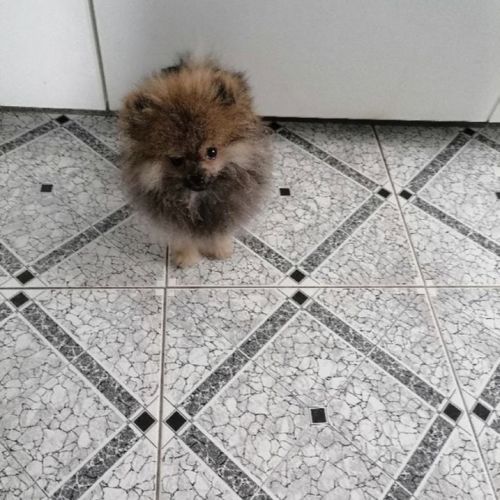 Spitz nain pomeranien #0