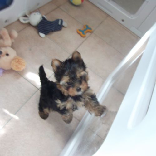 Magnifique chiot yorkshire terrier femelle males #0