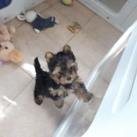 Magnifique chiot yorkshire terrier femelle males