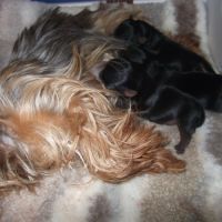 Magnifique chiot yorkshire terrier femelle males #2