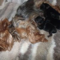 Magnifique chiot yorkshire terrier femelle males #3