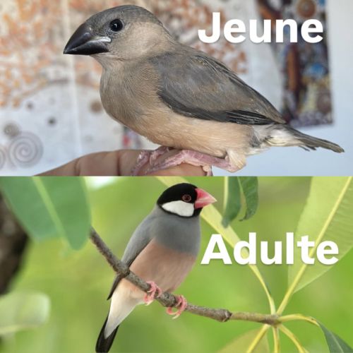 Padda apprivoisée femelle #0