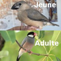 Padda apprivoisée femelle