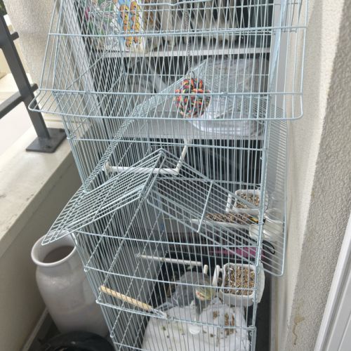 Magnifique calopsitte urgent
