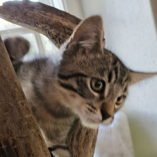 Baba-adoption en cours #1