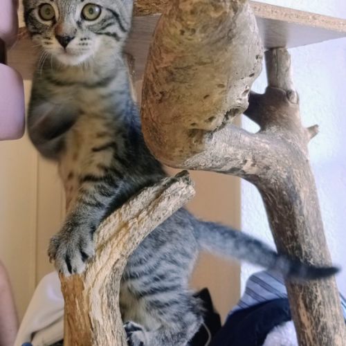 Baba-adoption en cours #4