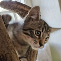 Baba-adoption en cours #1