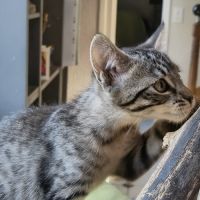 Baba-adoption en cours #2