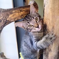 Baba-adoption en cours