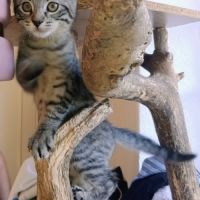 Baba-adoption en cours #4