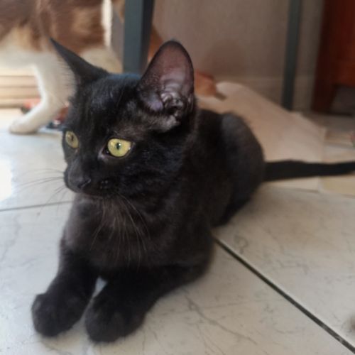 Beauté - chatonne noire magnifique #6