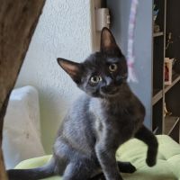 Beauté - chatonne noire magnifique