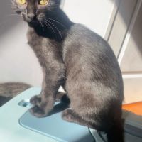 Beauté - chatonne noire magnifique #5