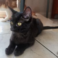 Beauté - chatonne noire magnifique #6