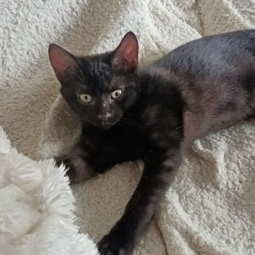 Degaulle-adoption en cours #1