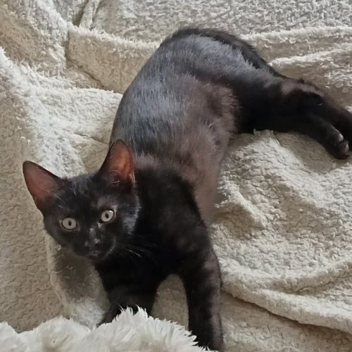 Degaulle-adoption en cours #2
