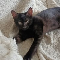 Degaulle-adoption en cours #1