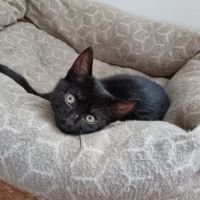 Degaulle-adoption en cours