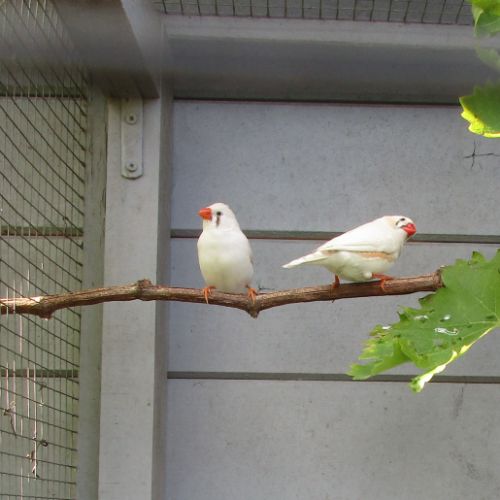 Couple oiseaux mandarins #1