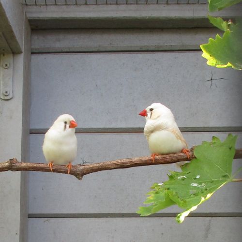 Couple oiseaux mandarins