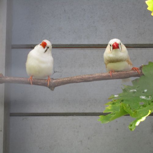 Couple oiseaux mandarins #3