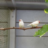 Couple oiseaux mandarins #1