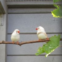 Couple oiseaux mandarins #0