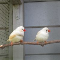 Couple oiseaux mandarins #4