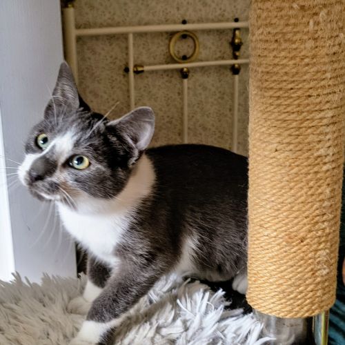 Zèbre-adoption en cours #1