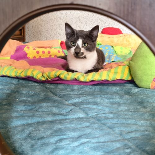 Zèbre-adoption en cours #2