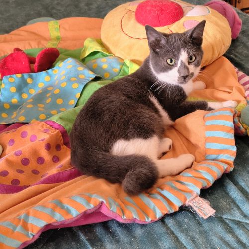 Zèbre-adoption en cours #0
