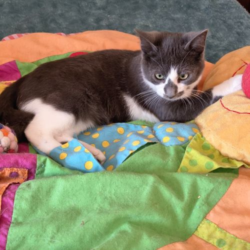 Zèbre-adoption en cours #5