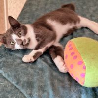 Zèbre-adoption en cours #4