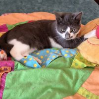 Zèbre-adoption en cours #5