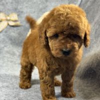 Zoé, femelle type caniche naine couleur rouge