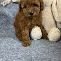 Zoé, femelle type caniche naine couleur rouge #4