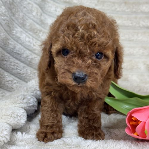 Dolly,  femelle type caniche nain couleur rouge #3